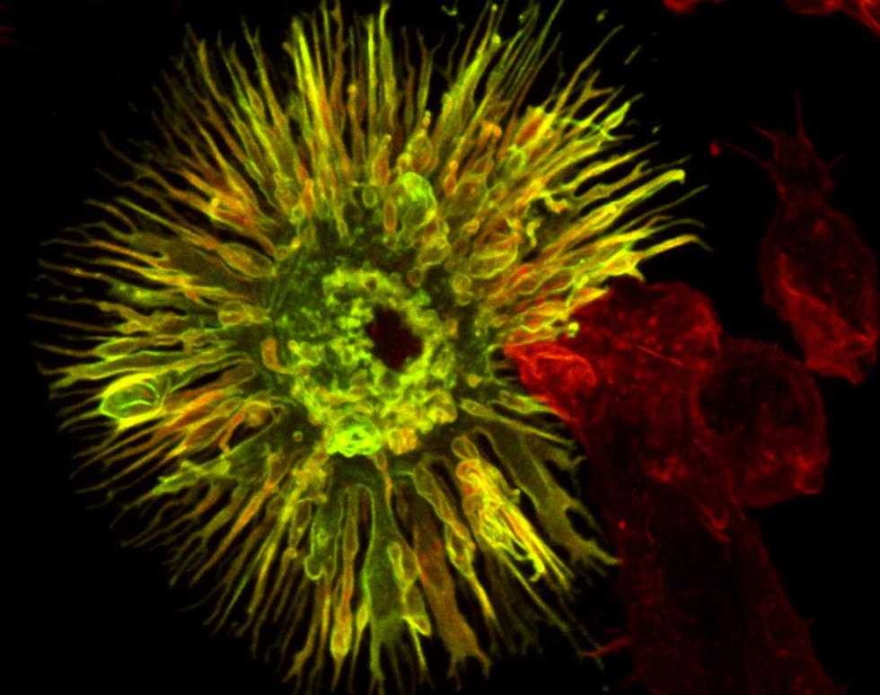 Activated BMDC expressing MHC Class II - Sonya Martin